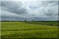Barley fields near Ryther in LS24 9EF