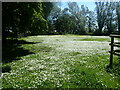 A field of daisies at Snave in Brenzett