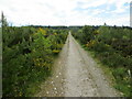 Track through young trees at Findon Forest in IV7 8GY