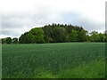 Crop field and woodland near Naltom House in DD3 0PA