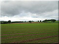 Crop field off Emmock Road in DD3 0PZ