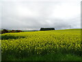 Oilseed rape crop near Nether Finlarg in DD8 1XQ