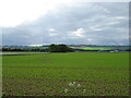 Crop field near Muirside in DD8 1XP