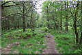 Woodland path, Stony Moor in YO18 8QF
