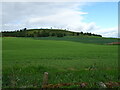 Crop field towards Kincaldrum Hill in DD8 1TW