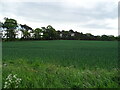 Crop field near Carterhaugh in DD8 1TU