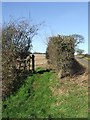 Peddars Way footpath through hedge in PE32 2BL