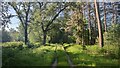 Forest track in SL5 8AZ