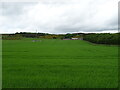 Crop field beside strip woodland, Carsegownie in DD8 3PB