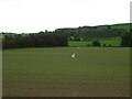 Young crop field with scarecrows, Carsegowniemuir in DD8 3PD