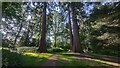 Three giant redwoods on Forester's Hill in RG12 9UE