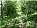 Tree enclosed farm track at Hewer Hill Quarries in CA5 7DZ