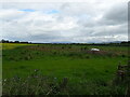 Grazing near Netherton in DD9 6RW