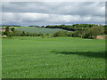 Crop field near Broomknowe in DD9 6SJ