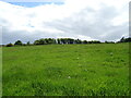Hillside grazing, Stannochy in DD9 6SQ