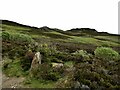 Moorland on the way up to Ben Vrackie in PH16 5RA