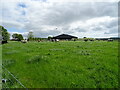 Cattle, East Pitforthie in DD9 7PG