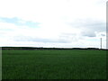 Crop field, Leightonhill in DD9 7PH