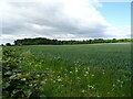Cereal crop and woodland near Huntlyhill in DD9 7PU