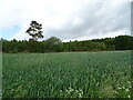 Cereal crop and woodland, Hill of Stracathro in DD9 7PX