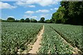 Farmland, Chute Forest in SP11 9JD