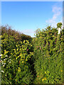 Path to Trewillis from Coverack leaving the road in TR12 6SB