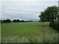 Grazing sheep near Holbeach Hiurn in PE12 8JQ