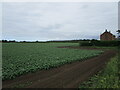 Potato field off Roman Bank in PE12 8BX