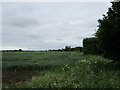 Wheat field on the edge of Holbeach in PE12 7GG
