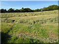 Haymaking in SA32 8HX