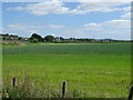 Cereal crop, Castle Huntly in DD2 5EZ