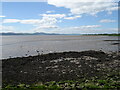 Muddy Tay Estuary near Kingoodie in DD2 5DJ