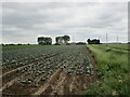 Cabbage field and New Farm in PE20 2QD