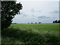 Barley field near Heckington in NG34 9UT
