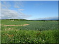 Cereal crop near Inverarity in DD8 2JY