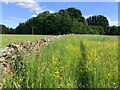 Footpath through the buttercups to the A361 in OX7 4AR