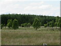 Forestry near Blackridge in EH48 3AH