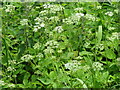 Ground Elder on Forrest Road in ML7 5TR