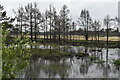 Wetland at Thursley Common in GU8 6LN
