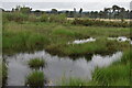 Wetland by Pudmore Pond in GU8 6LN