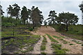 Sandy track on Thursley Common in GU8 6QA