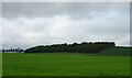 Crop field towards woodland in DD8 1XG