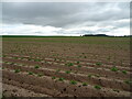 Potato crop near Craignathro in DD8 2LE