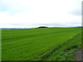 Crop field near Craignathro in DD8 1XA