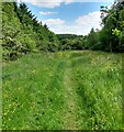 Path through Lodge Farm Wood in FK1 3EB