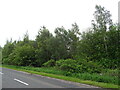 Woodland beside the A932 in DD8 2RY