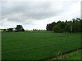 Crop field towards woodland, Quarrybank in DD8 2UZ