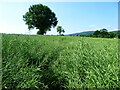 Footpath line through a mature Oil See Rape crop near Pontesbury in SY5 0UH