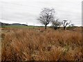 Rough grazing below Duncarnock in G77 6PN