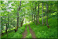 Track through Coill' an Righe above Strath Peffer in IV15 9TG
